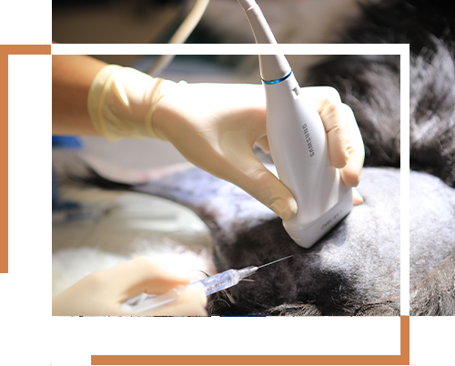 ANESTEZJOLOGIA DLA PSÓW I KOTÓW KRAKÓW