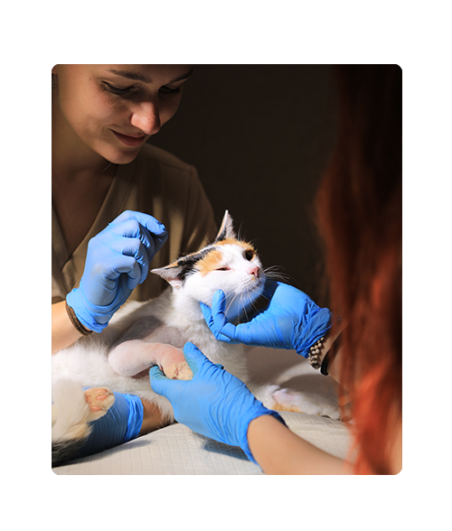 Lekarze weterynarii DR HAU