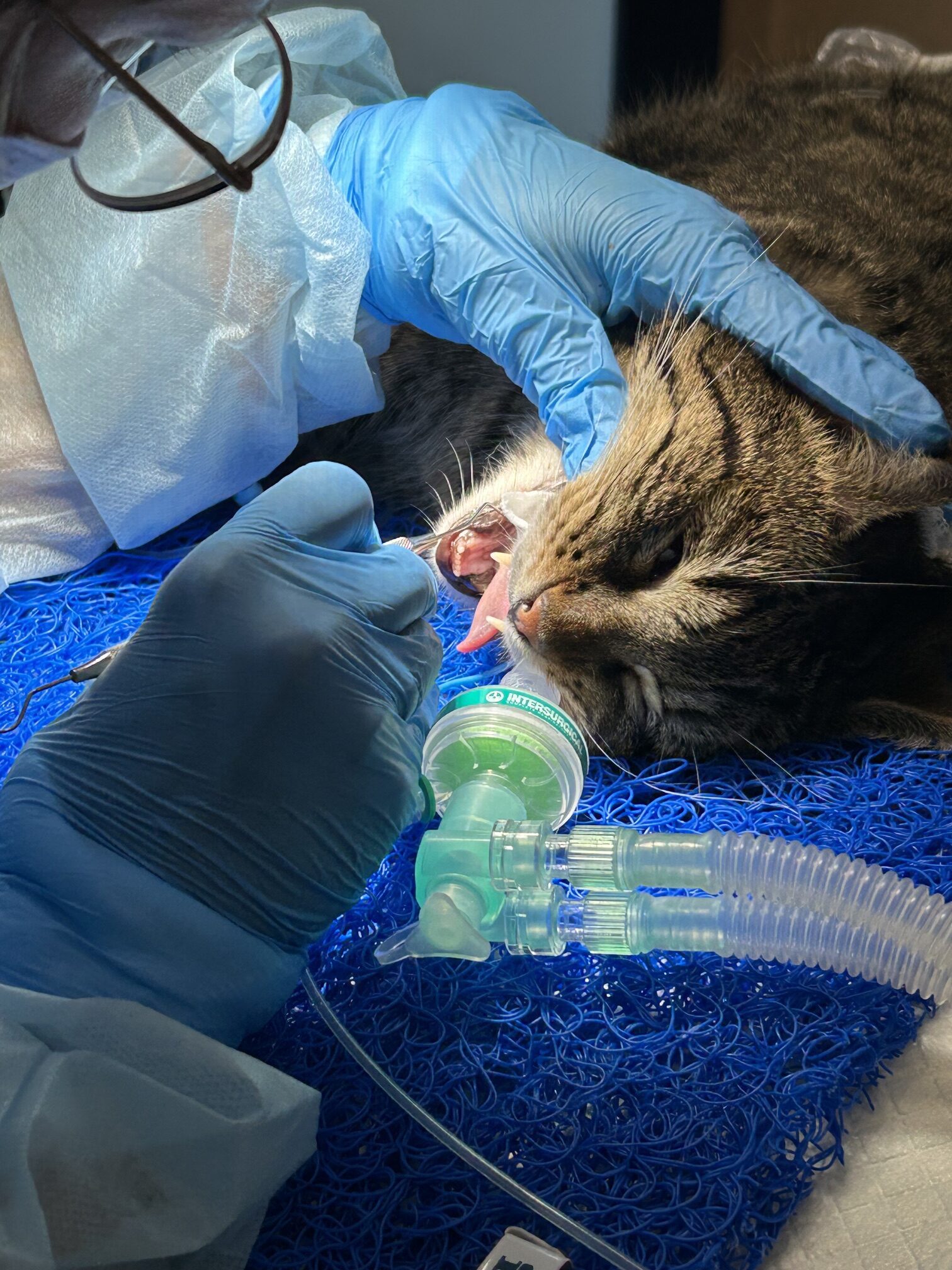 Stomatologia weterynaryjna Kraków. Przychodnia Weterynaryjna DR HAU. Jak rozpoznać problemy z zębami u psa i kota?