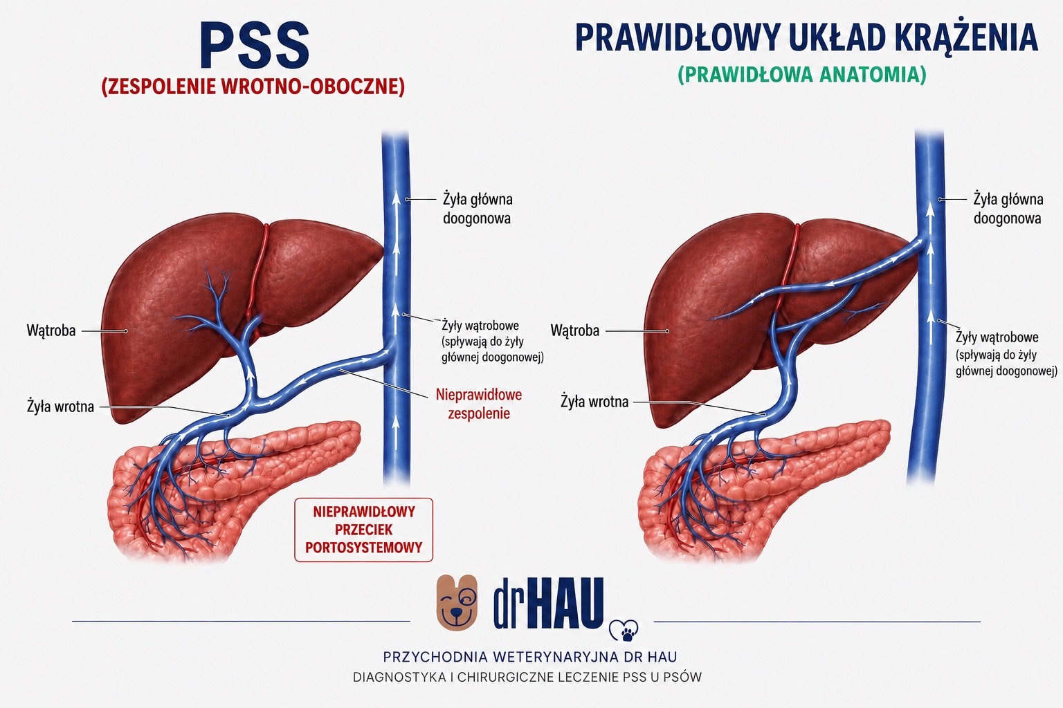 Zespolenie wrotno-oboczne (PSS) u psa – objawy, diagnostyka (tomografia komputerowa), operacja i rokowania. Przychodnia Weterynaryjna DR HAU